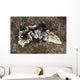 Beautiful Nudibranch near Alor Wall Decal