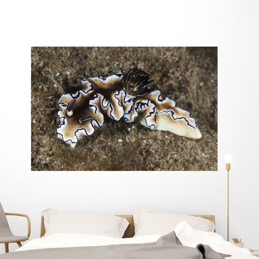 Beautiful Nudibranch near Alor Wall Decal