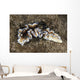 Beautiful Nudibranch near Alor Wall Decal