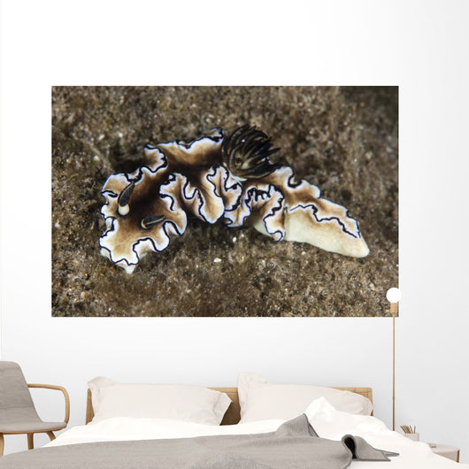 Beautiful Nudibranch near Alor Wall Decal