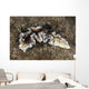 Beautiful Nudibranch near Alor Wall Decal