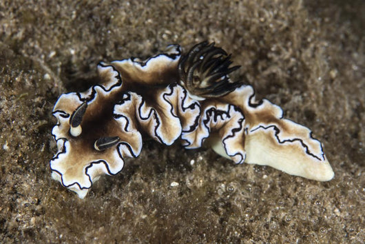 Beautiful Nudibranch near Alor Wall Decal