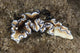 Beautiful Nudibranch near Alor Wall Decal