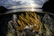 Beautiful Set Corals Grows Yellow Wall Decal