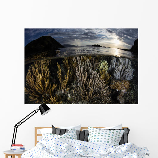 Beautiful Set Corals Grows Wall Decal