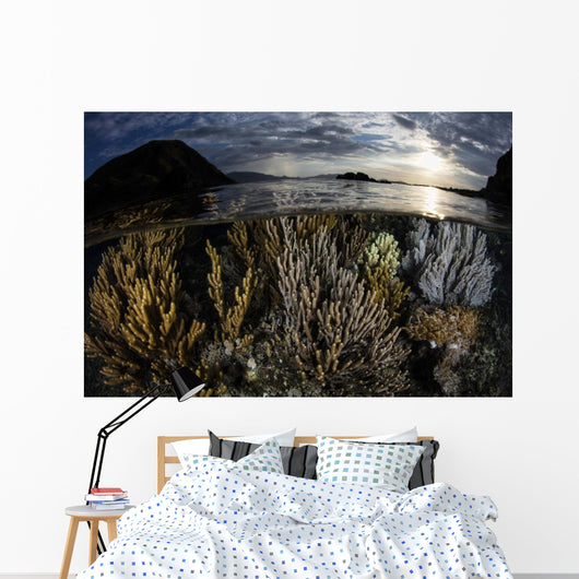 Beautiful Set Corals Grows Wall Decal
