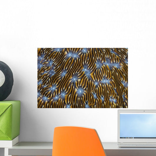 Detail Beautiful Reef-building Coral Yellow Wall Decal