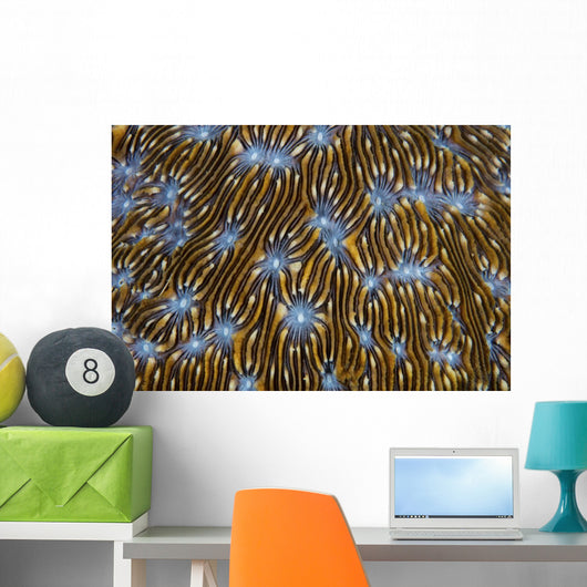 Detail Beautiful Reef-building Coral Yellow Wall Decal