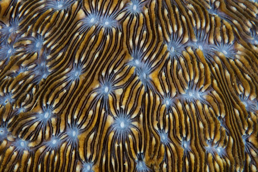 Detail Beautiful Reef-building Coral Yellow Wall Decal