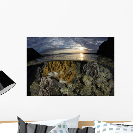 Beautiful Set Corals Grows Surface Wall Decal