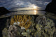 Beautiful Set Corals Grows Surface Wall Decal
