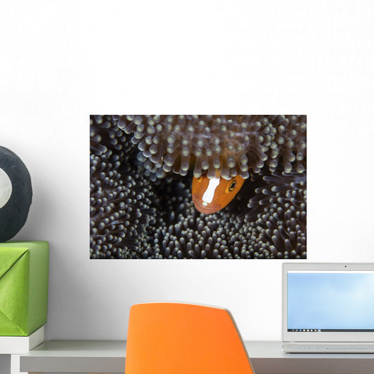 Orange Anemonefish Peeks out Wall Decal