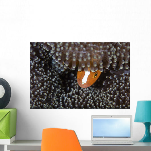 Orange Anemonefish Peeks out Wall Decal