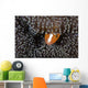 Orange Anemonefish Peeks out Wall Decal