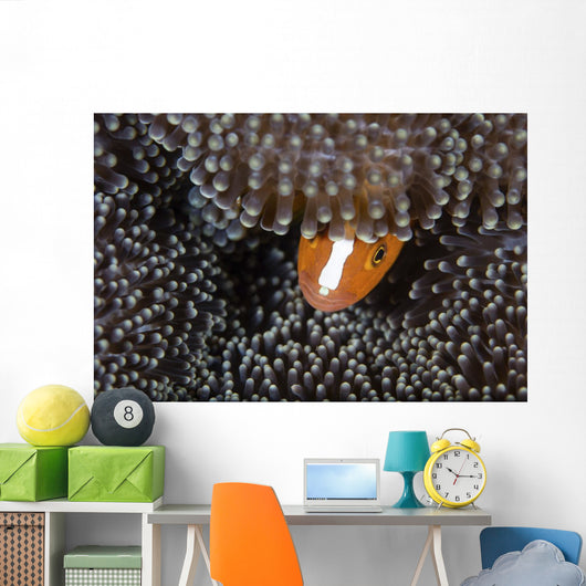 Orange Anemonefish Peeks out Wall Decal