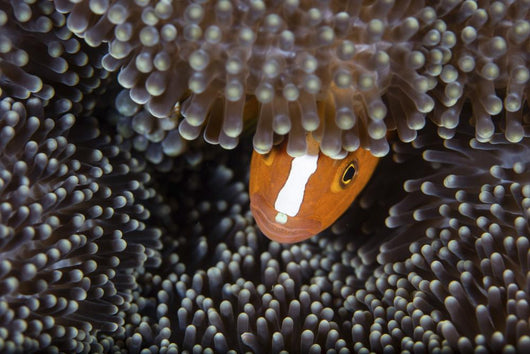 Orange Anemonefish Peeks out Wall Decal