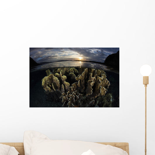 Beautiful Set Corals Grows Sunset Wall Decal