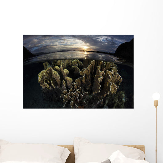 Beautiful Set Corals Grows Sunset Wall Decal