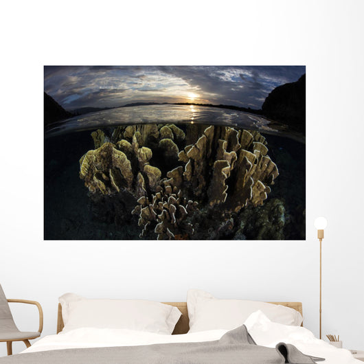 Beautiful Set Corals Grows Sunset Wall Decal