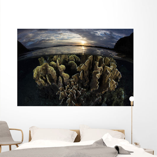 Beautiful Set Corals Grows Sunset Wall Decal