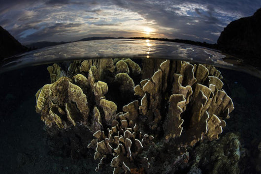 Beautiful Set Corals Grows Sunset Wall Decal