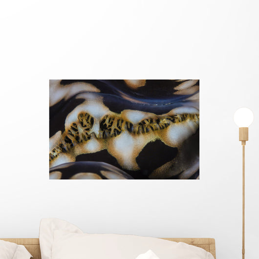 Detail Colorful Giant Clam Wall Decal