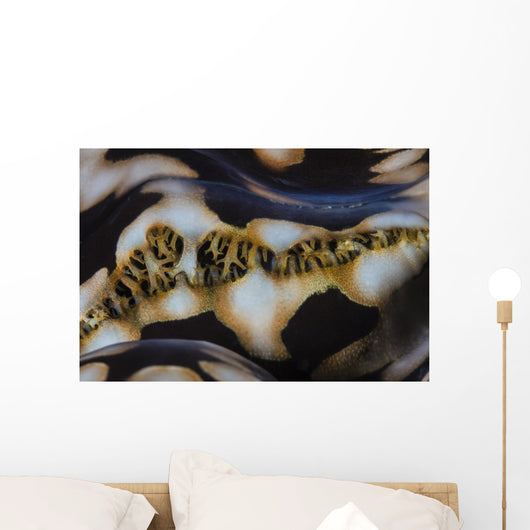 Detail Colorful Giant Clam Wall Decal
