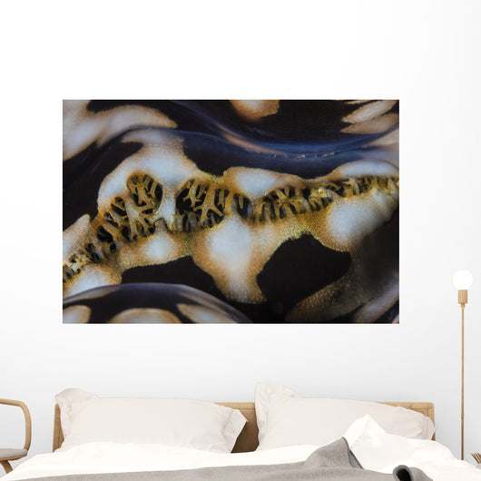 Detail Colorful Giant Clam Wall Decal