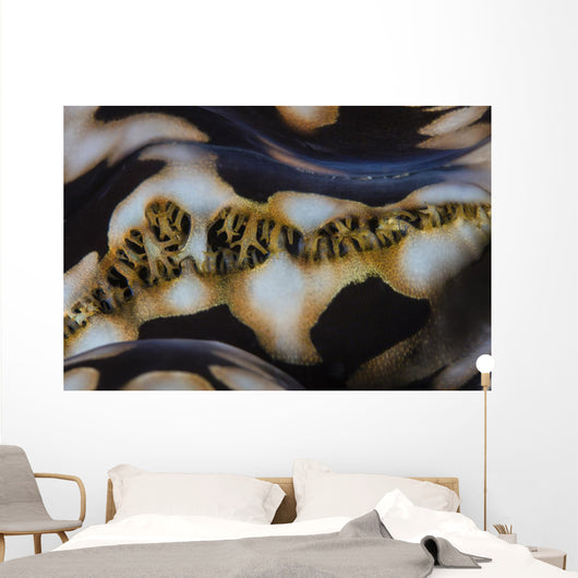 Detail Colorful Giant Clam Wall Decal