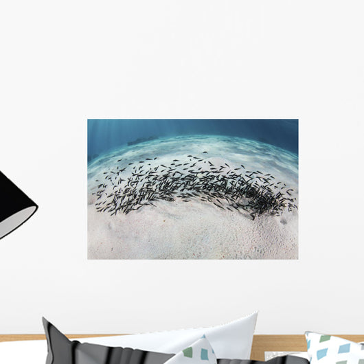 School Juvenile Striped Eel Wall Decal