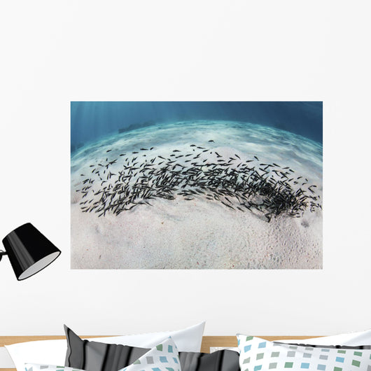 School Juvenile Striped Eel Wall Decal