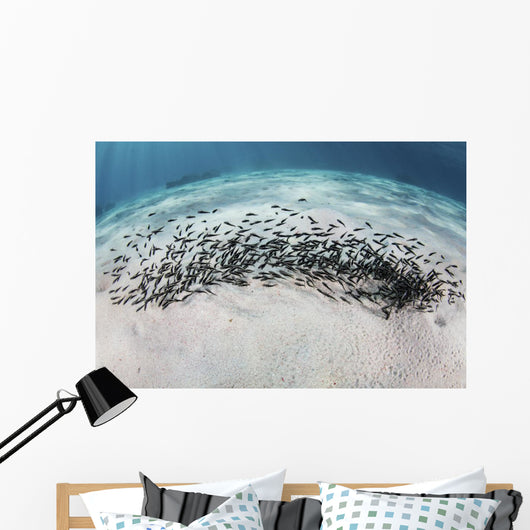 School Juvenile Striped Eel Wall Decal