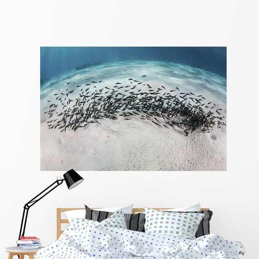School Juvenile Striped Eel Wall Decal
