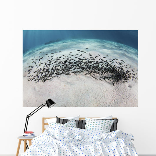 School Juvenile Striped Eel Wall Decal