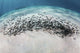 School Juvenile Striped Eel Wall Decal