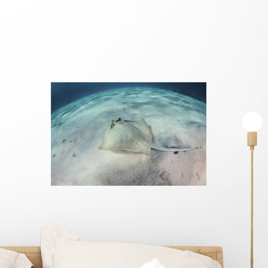 Blue-spotted Stingray Swims over Wall Decal