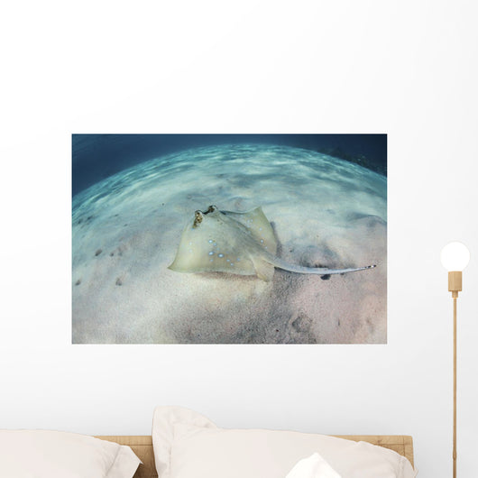 Blue-spotted Stingray Swims over Wall Decal