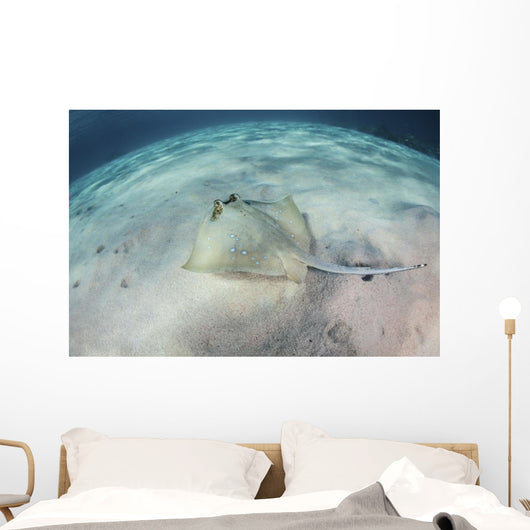 Blue-spotted Stingray Swims over Wall Decal