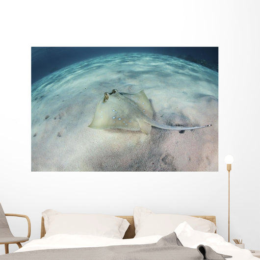 Blue-spotted Stingray Swims over Wall Decal