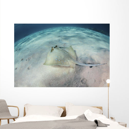 Blue-spotted Stingray Swims over Wall Decal
