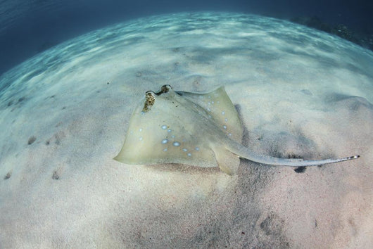 Blue-spotted Stingray Swims over Wall Decal