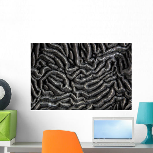 Detail Beautiful Reef-building Coral Gray Wall Decal