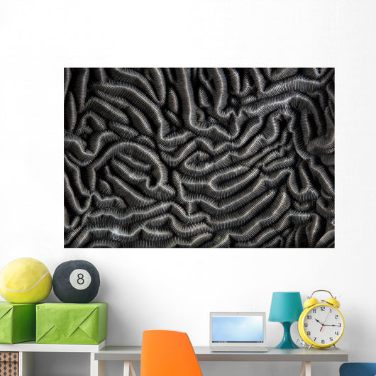 Detail Beautiful Reef-building Coral Gray Wall Decal