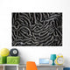 Detail Beautiful Reef-building Coral Gray Wall Decal