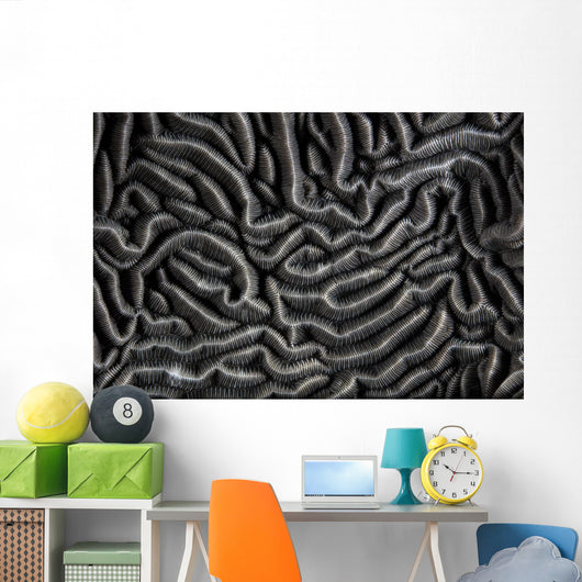 Detail Beautiful Reef-building Coral Gray Wall Decal
