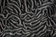Detail Beautiful Reef-building Coral Gray Wall Decal
