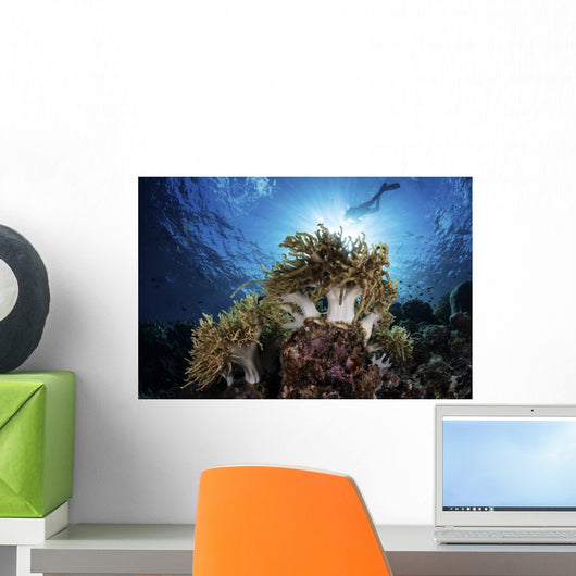 Snorkeler Swims over Reef Light Rays Wall Decal