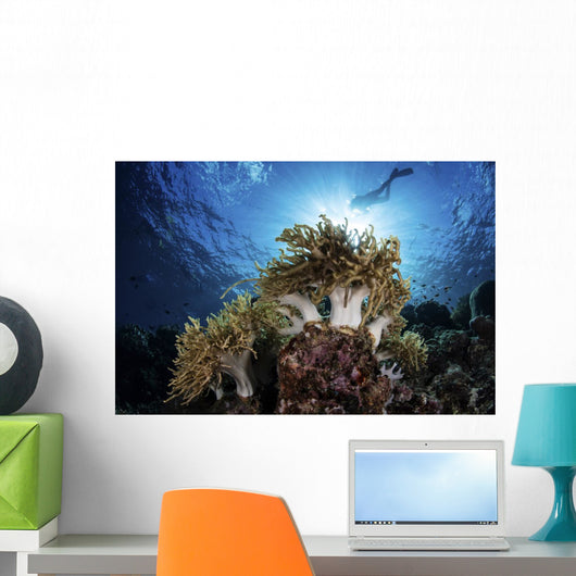 Snorkeler Swims over Reef Light Rays Wall Decal