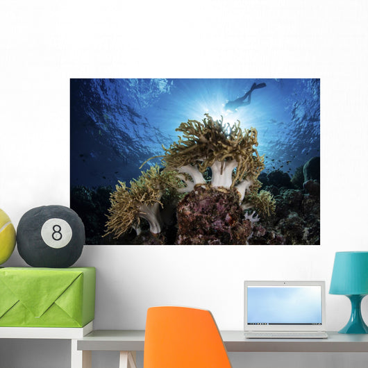 Snorkeler Swims over Reef Light Rays Wall Decal