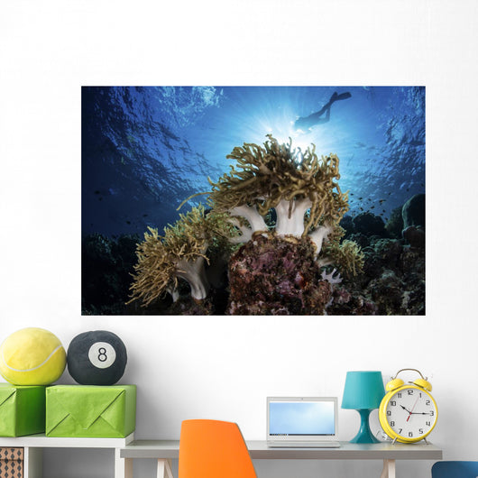 Snorkeler Swims over Reef Light Rays Wall Decal
